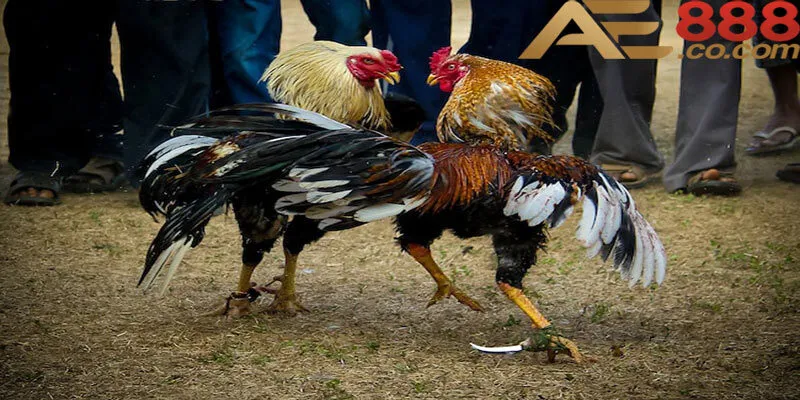 Cách Chăm Sóc Gà Chọi: Bí Quyết Giúp Gà Luôn Mạnh Mẽ 2 Hướng dẫn cách chăm sóc gà chọi hiệu quả từ A đến Z