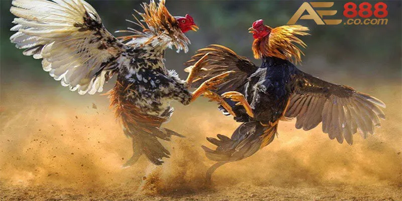 Cách Chăm Sóc Gà Chọi: Bí Quyết Giúp Gà Luôn Mạnh Mẽ 3 Hãy phòng bệnh cho gà hơn chữa bệnh