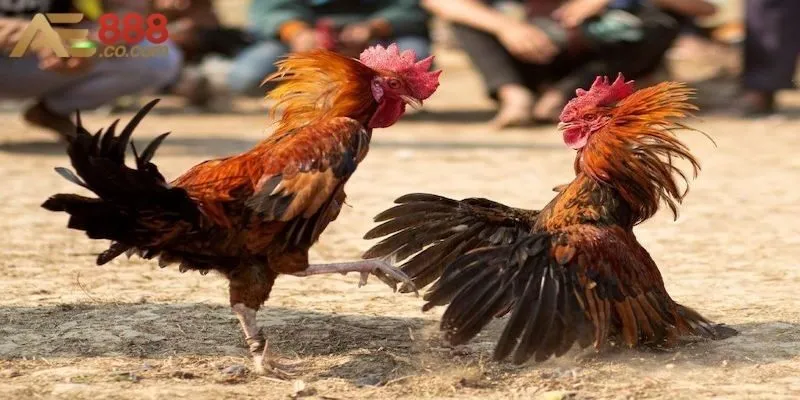 Đá Gà AE888 - Sảnh Chọi Kê Trực Tuyến Hàng Đầu Cho Anh Em 3 Sảnh đá gà AE888 còn sở hữu một đội ngũ tư vấn viên chuyên nghiệp